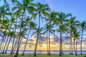 Kapa'a Palms