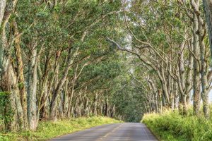 Koloa Tree Tunnel