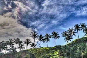 Secret Beach Palms